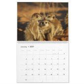Calendrier des Meerkats KMP 2024 (Jan 2027)