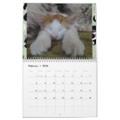 Calendrier des moments spéciaux de iCatz (Feb 2026)