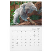 Calendrier des murs de Koalas (Jan 2027)