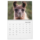 Calendrier des murs de lamas (Mar 2026)