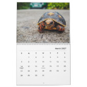 Calendrier des Murs de tortues (Mar 2027)