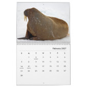 Calendrier des murs de Walrus (Feb 2027)