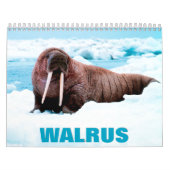 Calendrier des murs de Walrus (Protection)