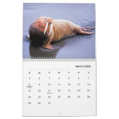 Calendrier des murs de Walrus (Mar 2026)