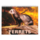 Calendrier des murs des ferrets (Protection)
