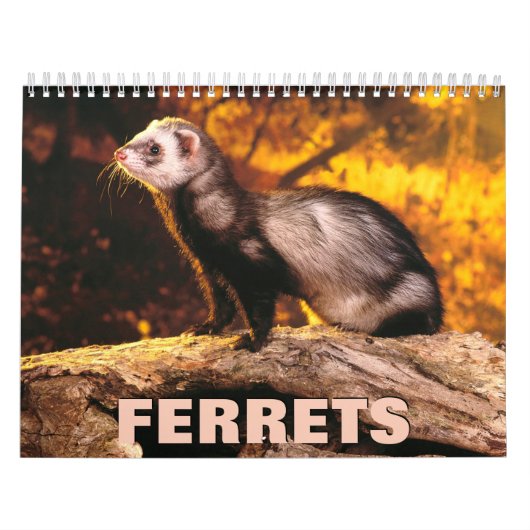 Calendrier des murs des ferrets (Protection)