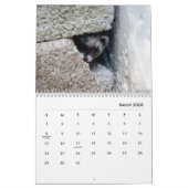 Calendrier des murs des ferrets (Mar 2026)