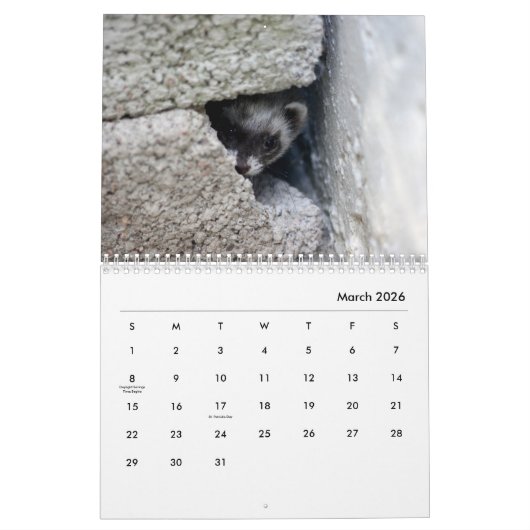 Calendrier des murs des ferrets (Mar 2026)
