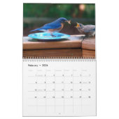 Calendrier des oiseaux bleus (Feb 2026)