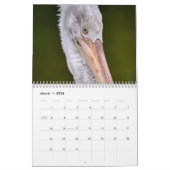 Calendrier des oiseaux des Pélicans 2025 (Mar 2026)