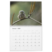 Calendrier des oiseaux du nord de l'Inde (Jan 2027)
