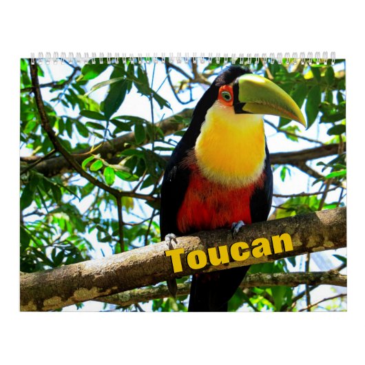 Calendrier des oiseaux du Toucan (Protection)