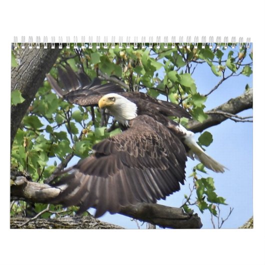 Calendrier des oiseaux et des canards (Protection)