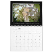 Calendrier des papillons 2017 par Thomas Minutolo (Jan 2026)