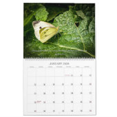 Calendrier des papillons 2025 (Jan 2026)