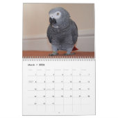 Calendrier des perroquets gris africains 2026 (Mar 2026)