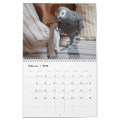 Calendrier des perroquets gris africains 2026 (Feb 2026)