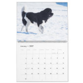 Calendrier des photos préférées de Notta Bear (Jan 2027)