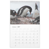 Calendrier des pingouins de 15 mois avec descripti (Jan 2027)