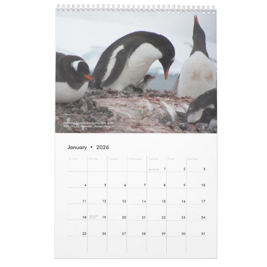 Calendrier des pingouins de 15 mois avec descripti (Jan 2026)
