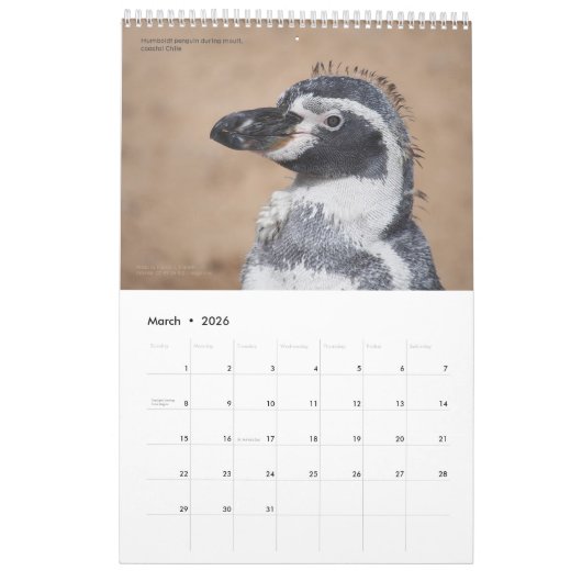Calendrier des pingouins de 15 mois avec descripti (Mar 2026)