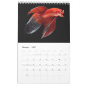 Calendrier des poissons bêta (Feb 2027)