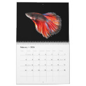 Calendrier des poissons bêta (Feb 2026)