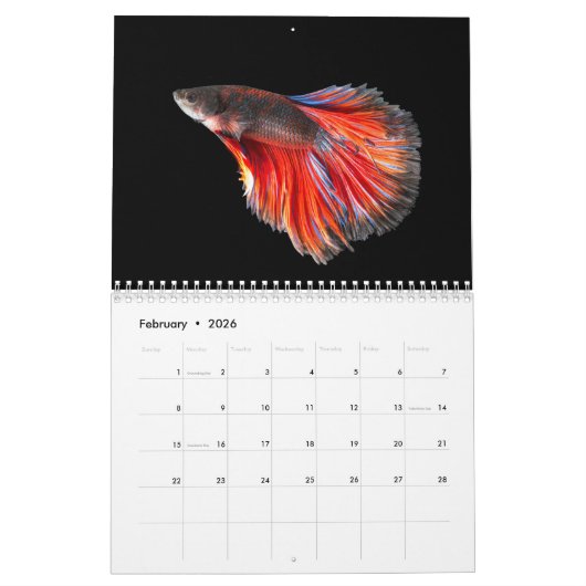 Calendrier des poissons bêta (Feb 2026)