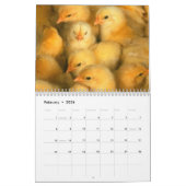 Calendrier des poulets 2011 (Feb 2026)