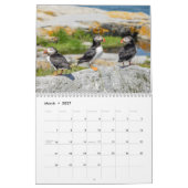 Calendrier des Puffins de l'Atlantique 2021 (Mar 2027)