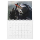 Calendrier des Puffins de l'Atlantique 2025 (Mar 2026)