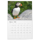 Calendrier des Puffins de l'Atlantique 2025 (Feb 2026)