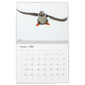 Calendrier des Puffins de l'Atlantique 2025 (Jan 2026)