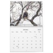Calendrier des pygargues à tête blanche de la vall (Jan 2027)