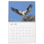 Calendrier des rapaces (Mar 2026)