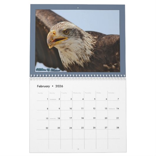 Calendrier des rapaces (Feb 2026)