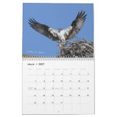 Calendrier des rapaces (Mar 2027)