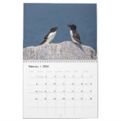 Calendrier des Razorbill 2026 (Feb 2026)