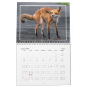 Calendrier des renards amusants (Jan 2027)