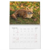 Calendrier des renards d'automne (Feb 2026)