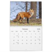 Calendrier des renards rouges (Feb 2026)