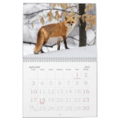 Calendrier des renards roux (Jan 2027)