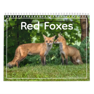 Calendrier des renards roux