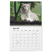 Calendrier des tigres blancs (Jan 2027)