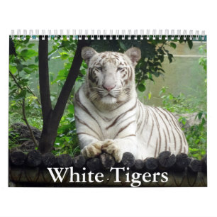 Calendrier des tigres blancs
