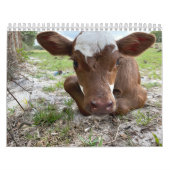 Calendrier des vaches 2024 (Protection)