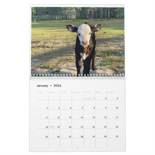 Calendrier des vaches 2024 (Jan 2026)