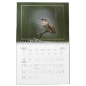 Calendrier des visiteurs d'été minuscules, colibri (Mar 2026)
