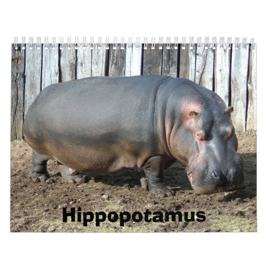 Calendrier d'hippopotame, hippopotame (Protection)