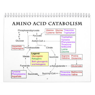 Calendrier Diagramme de catabolisme des acides aminés